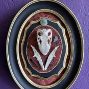 Green Iguana Skull